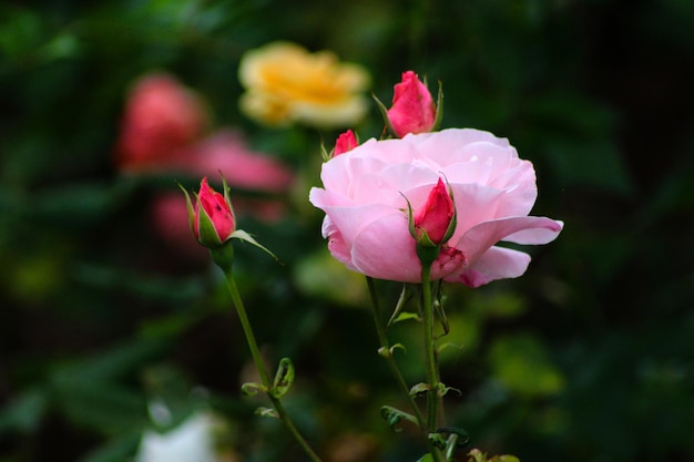 Close-up de rosas rosas no jardim