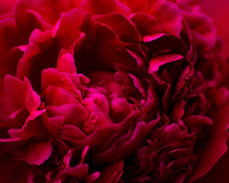 Foto close-up de rosas rosas