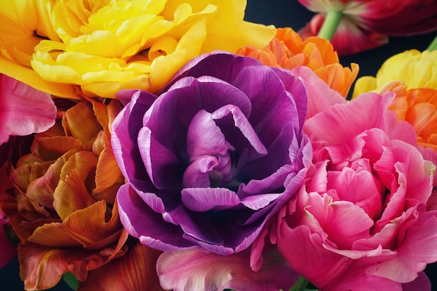Foto close-up de rosas rosas