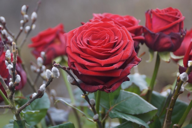Close-up de rosas vermelhas crescendo ao ar livre
