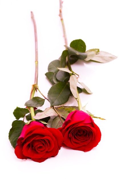 Close-up de rosas vermelhas em fundo branco.