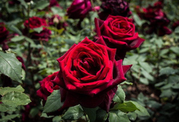 Close-up de rosas vermelhas florescendo ao ar livre