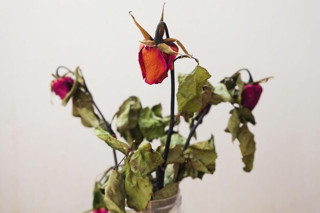 Close-up de rosas vermelhas na planta