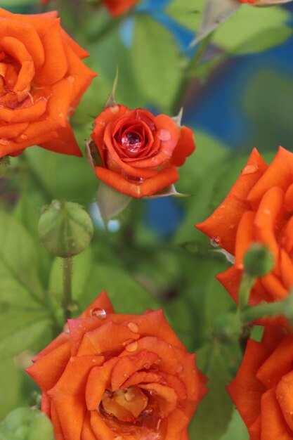 Foto close-up de rosas vermelhas na planta