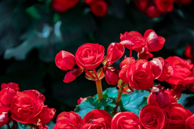 Foto close-up de rosas vermelhas radiantes no jardim