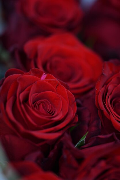 Close-up de rosas vermelhas