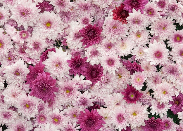 close-up de roxo com flor de crisântemo branco