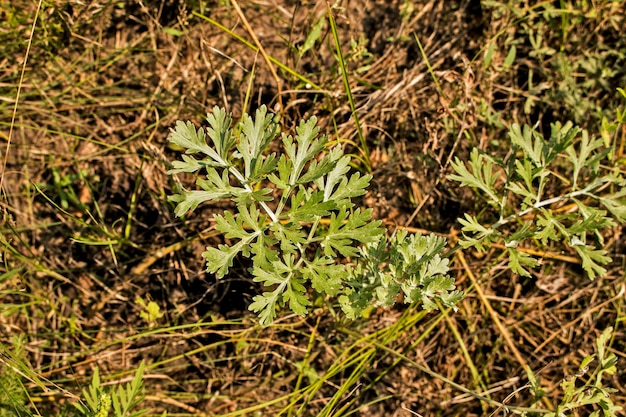 Foto close-up de salmoura doce em crescimento fresco artemisia annua salmoura annie gramas anuais