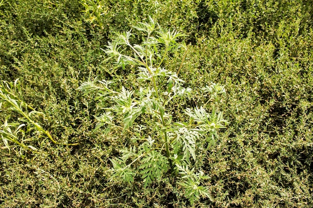 Foto close-up de salmoura doce em crescimento fresco artemisia annua salmoura annie gramas anuais