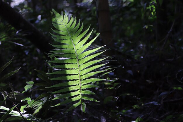 Foto close-up de samambaia na floresta