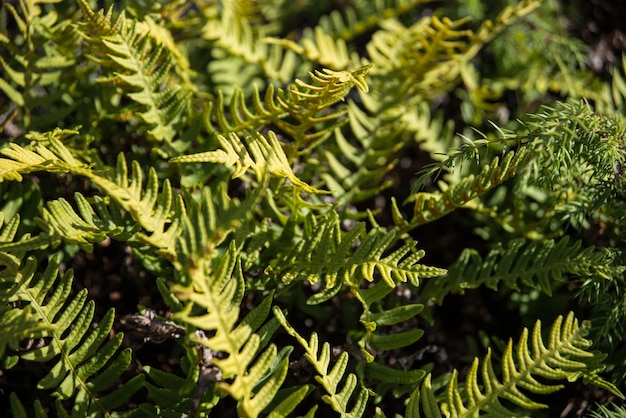 Close-up de samambaia na floresta