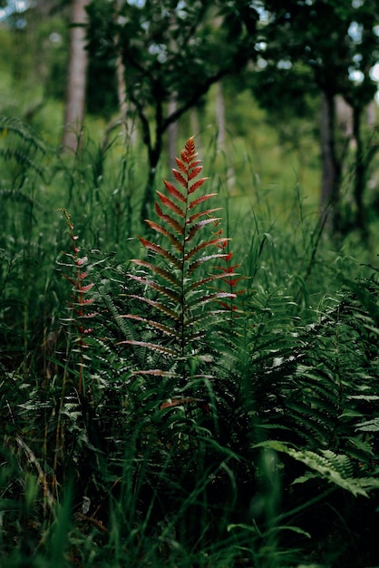 Close-up de samambaia na floresta