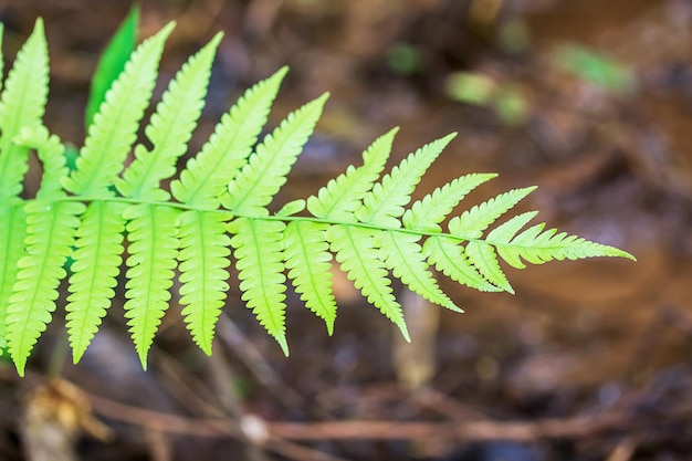 Close-up de samambaia na floresta