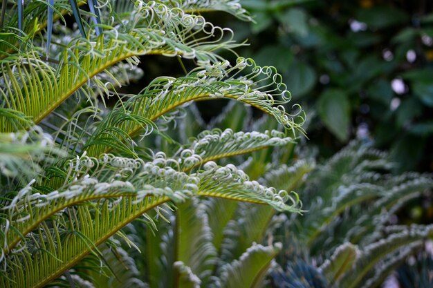 Foto close-up de samambaia