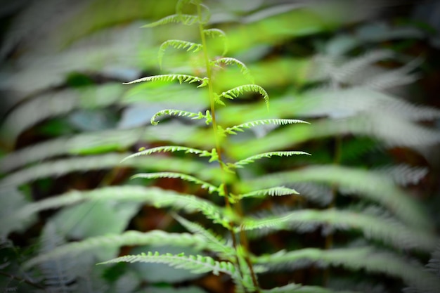 Foto close-up de samambaia