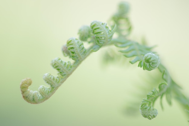 Close-up de samambaias