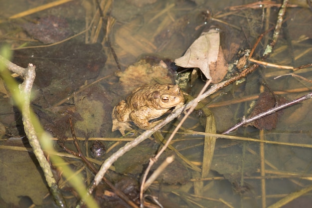 Close-up de sapo comum europeu (Rana temporaria)