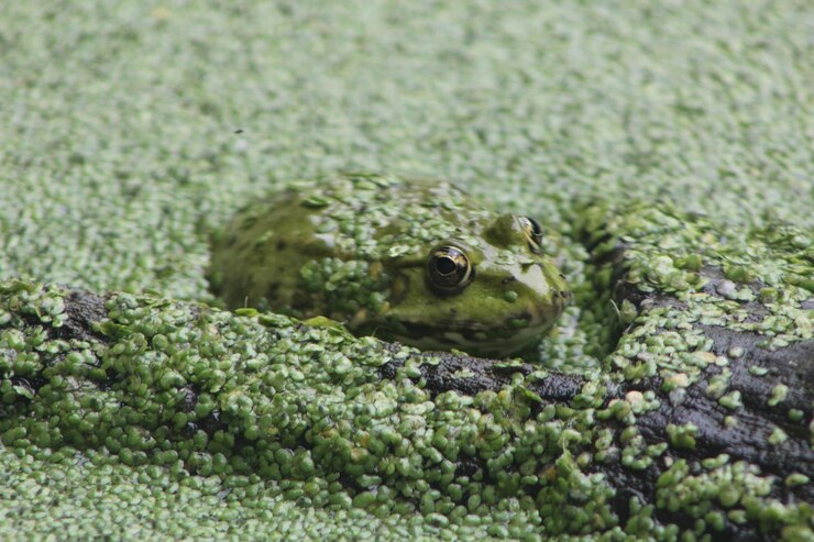 Foto close-up de sapo em folha verde