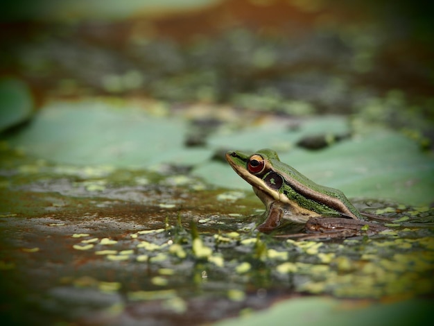 Foto close-up de sapo em folha