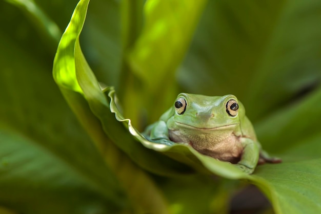 Close-up de sapo em folha