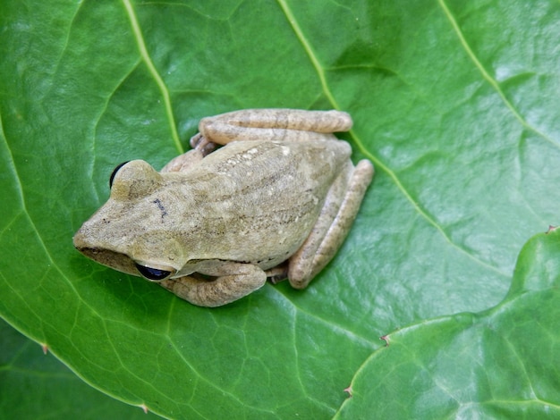 Foto close-up de sapo em folha