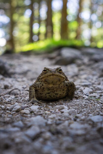 Foto close-up de sapo em terra