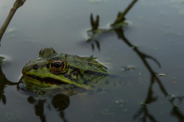 Foto close-up de sapo em um lago