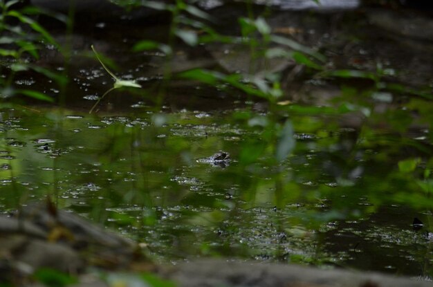 Foto close-up de sapo na água