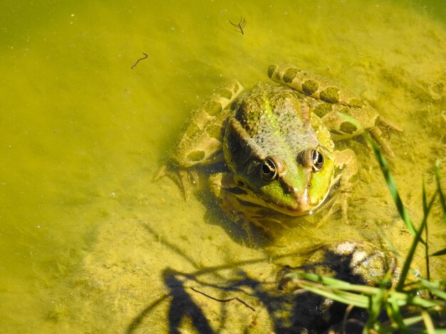 Close-up de sapo na água