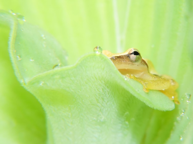 Foto close-up de sapo na planta