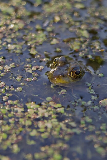 Foto close-up de sapo nadando em um lago