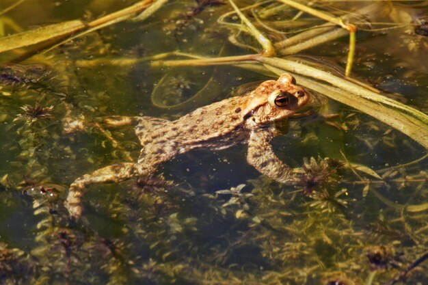 Foto close-up de sapo nadando em um lago