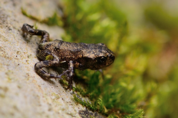 Close-up de sapo no campo