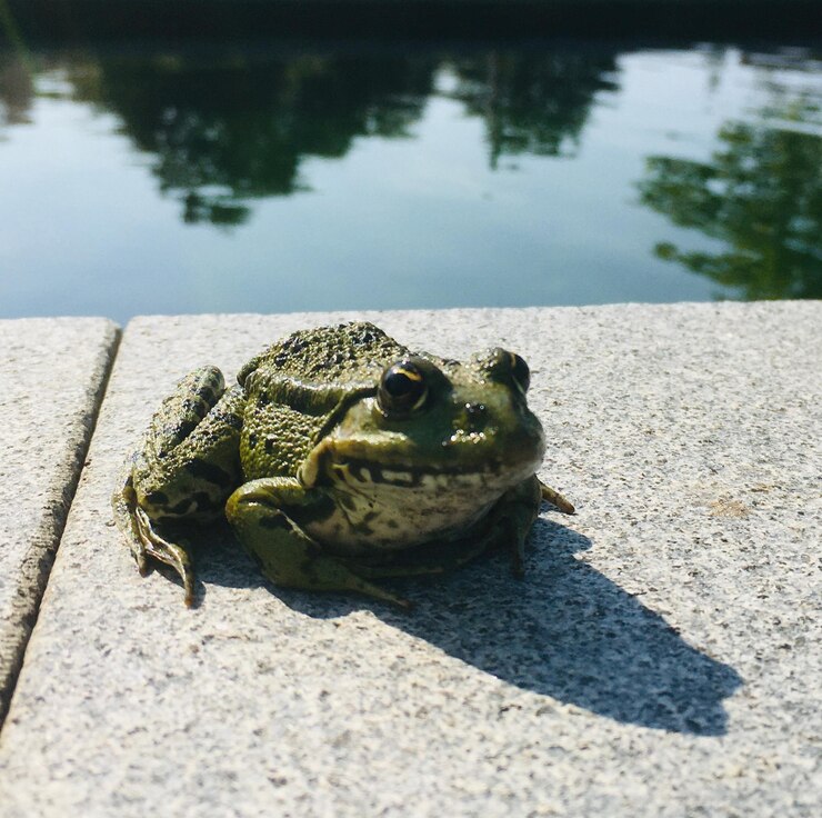 Foto close-up de sapo no lago