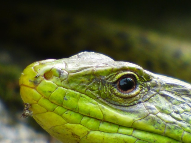 Foto close-up de sapo