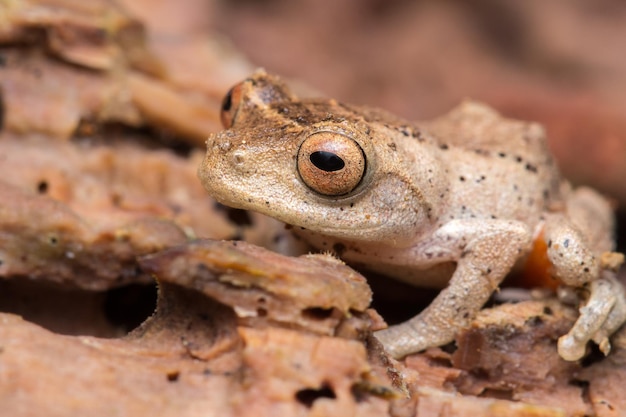 Close-up de sapo