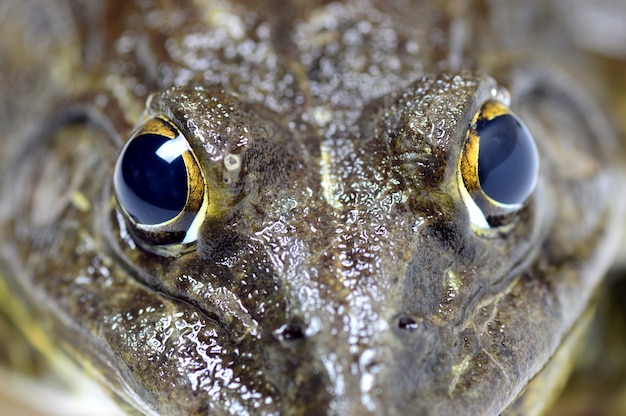 Close-up de sapo