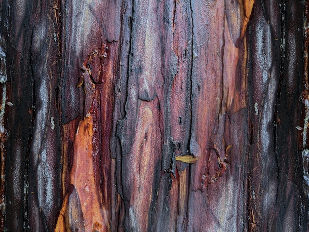 Close up de seco um fundo colorido brilhante casca de árvore casca de árvore