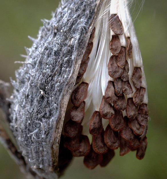 Foto close-up de sementes de algodão