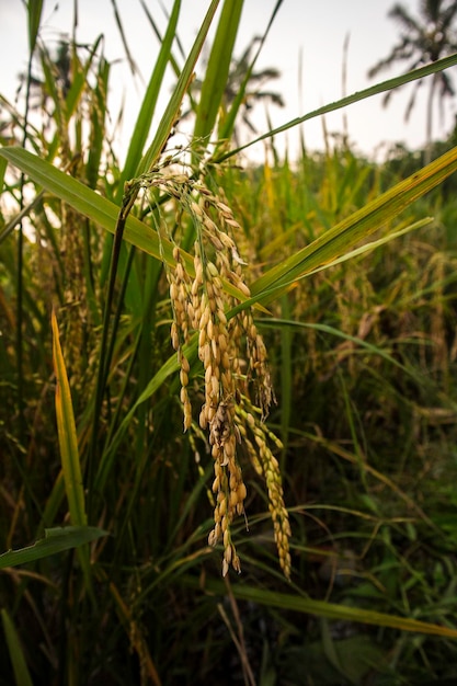 Foto close-up de sementes de arroz em um arrozal belo campo de arroz dourado e arrozal