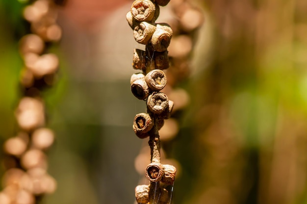 Close up de sementes de cajuputi de Melaleuca, comumente conhecidas como cajuput