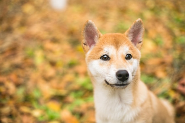 Close-up de Shiba Inu
