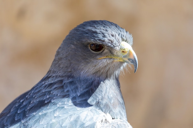 Foto close up de shield eagle geranoaetus melanoleucus adulto.