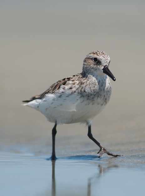 Close up de shore bird, sanderling na água