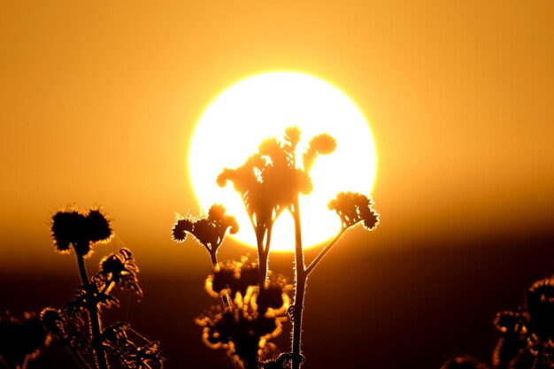 Foto close-up de silhuetas de plantas com flores contra o enorme sol brilhante e o céu laranja-vermelho no pôr-do-sol