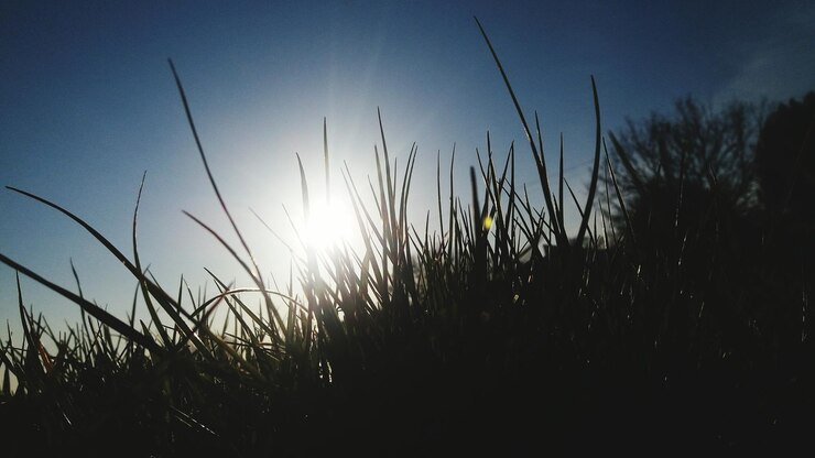 Foto close-up de silhuetas de plantas no campo contra o céu ao pôr-do-sol