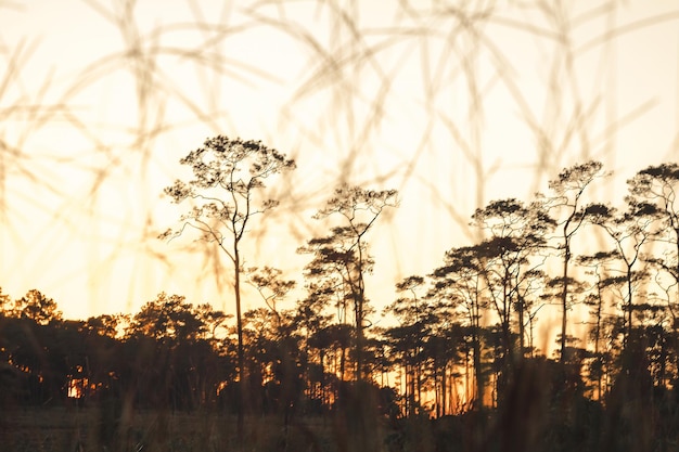 Foto close-up de silhuetas de plantas no campo contra o céu durante o pôr-do-sol