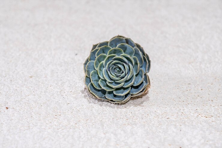 Foto close-up de suculenta echeveria imbricata ou rosa azul