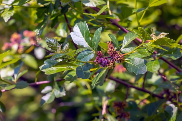 Foto close-up de sumac perfumado na primavera nome latino rhus aromatica sumac cresce em subtropicais