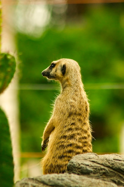 Close-up de suricata em rocha